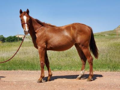 Coral Bartender JW <BR> AQHA 6223523